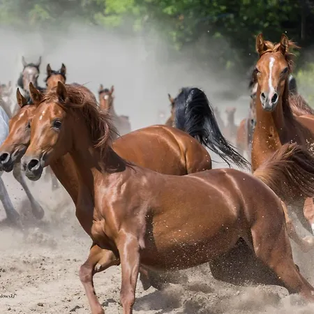 Stara Wozownia W Lusowie Bed & Breakfast Lusowo