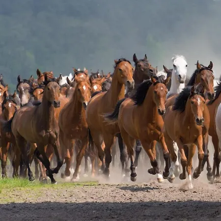 Stara Wozownia W Lusowie Bed & Breakfast Lusowo