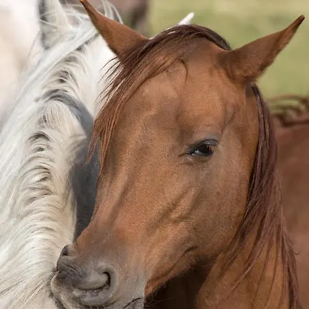 Bed & Breakfast Stara Wozownia W Lusowie 4*