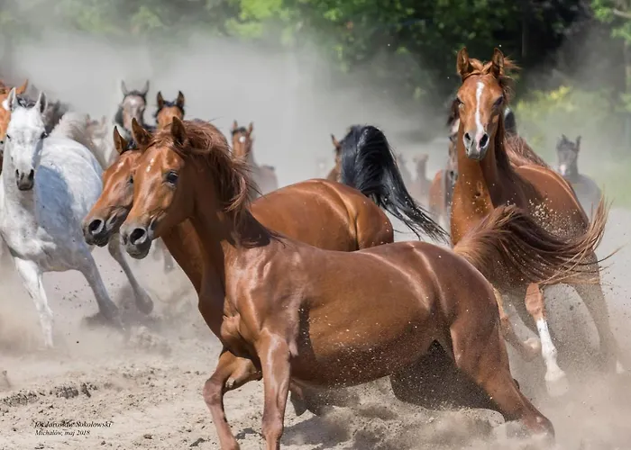 Stara Wozownia W Lusowie Frühstückspension Lusowo