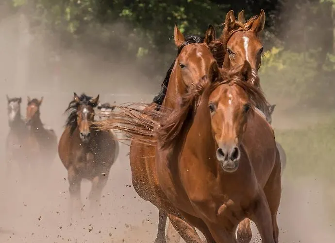 Stara Wozownia W Lusowie