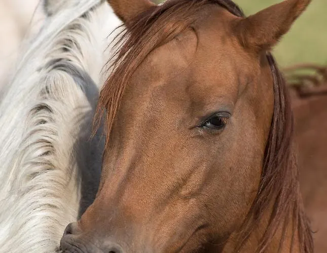 住宿加早餐酒店 Stara Wozownia W Lusowie 4*